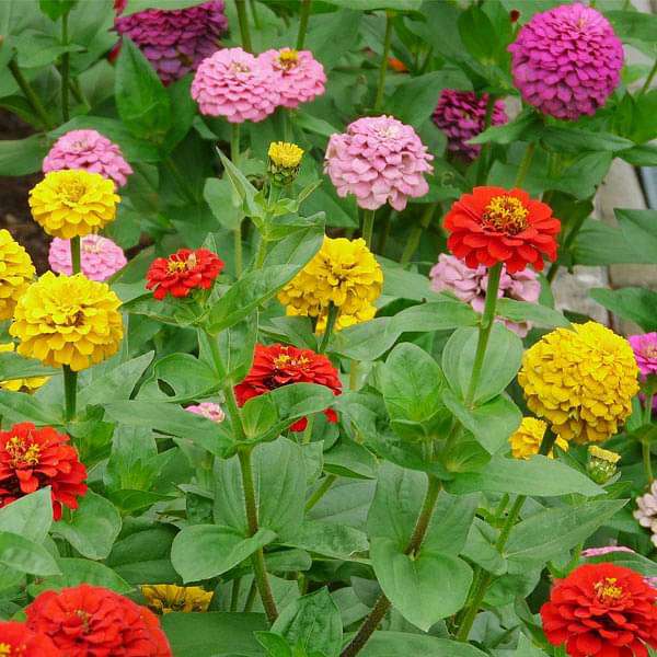 Ornamental mixed zinnia samen for landscapes