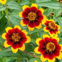 Non gmo bicolor zinnia samen for gardening
