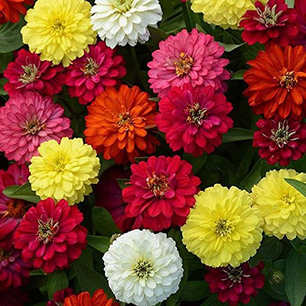 Non gmo mixed zinnia samen