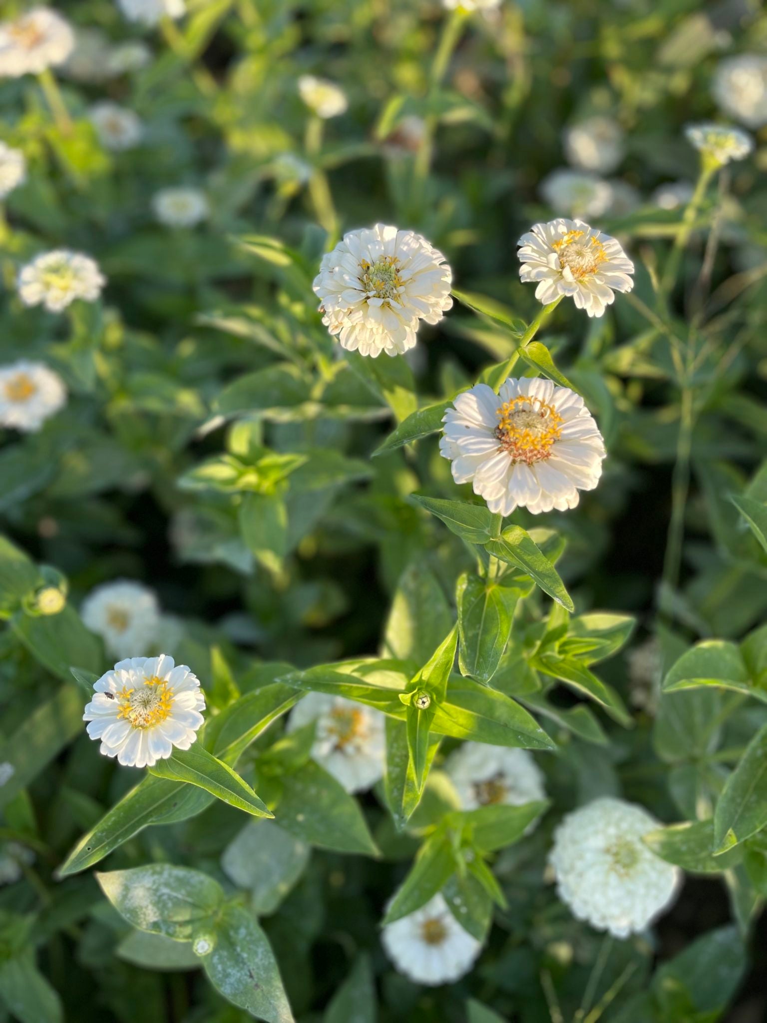 Weiß Oklahoma Blumensamen zur Aussaat – leuchtend Blüten – Traditionssorte & ohne Gentechnik Samen Hausgarten