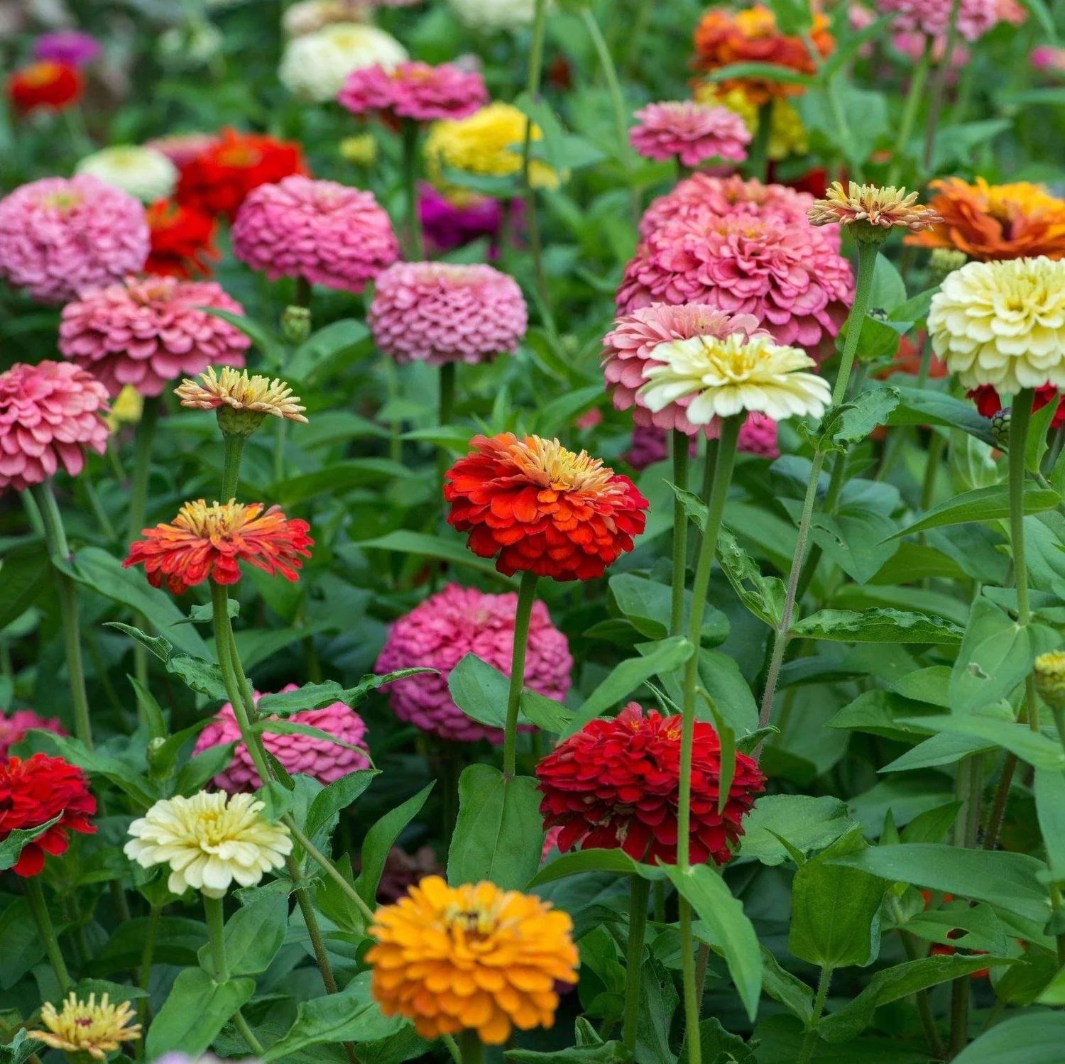 Gemischt Zinnie Blumensamen zur Aussaat – leuchtend – Traditionssorte & ohne Gentechnik Samen Hausgarten