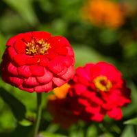 hell Rot Zinnie Blumensamen zur Aussaat saisonal Dauerblüher Traditionssorte & ohne Gentechnik Samen Hausgarten