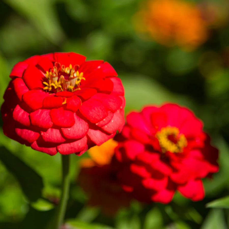 tief Rot Zinnie Blumensamen zur Aussaat Wildblume Mischung Traditionssorte & ohne Gentechnik Samen Hausgarten