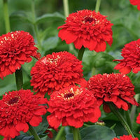 Zinnia elegans rot blumen for garten