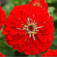 Zinnia rot samen for anpflanzung