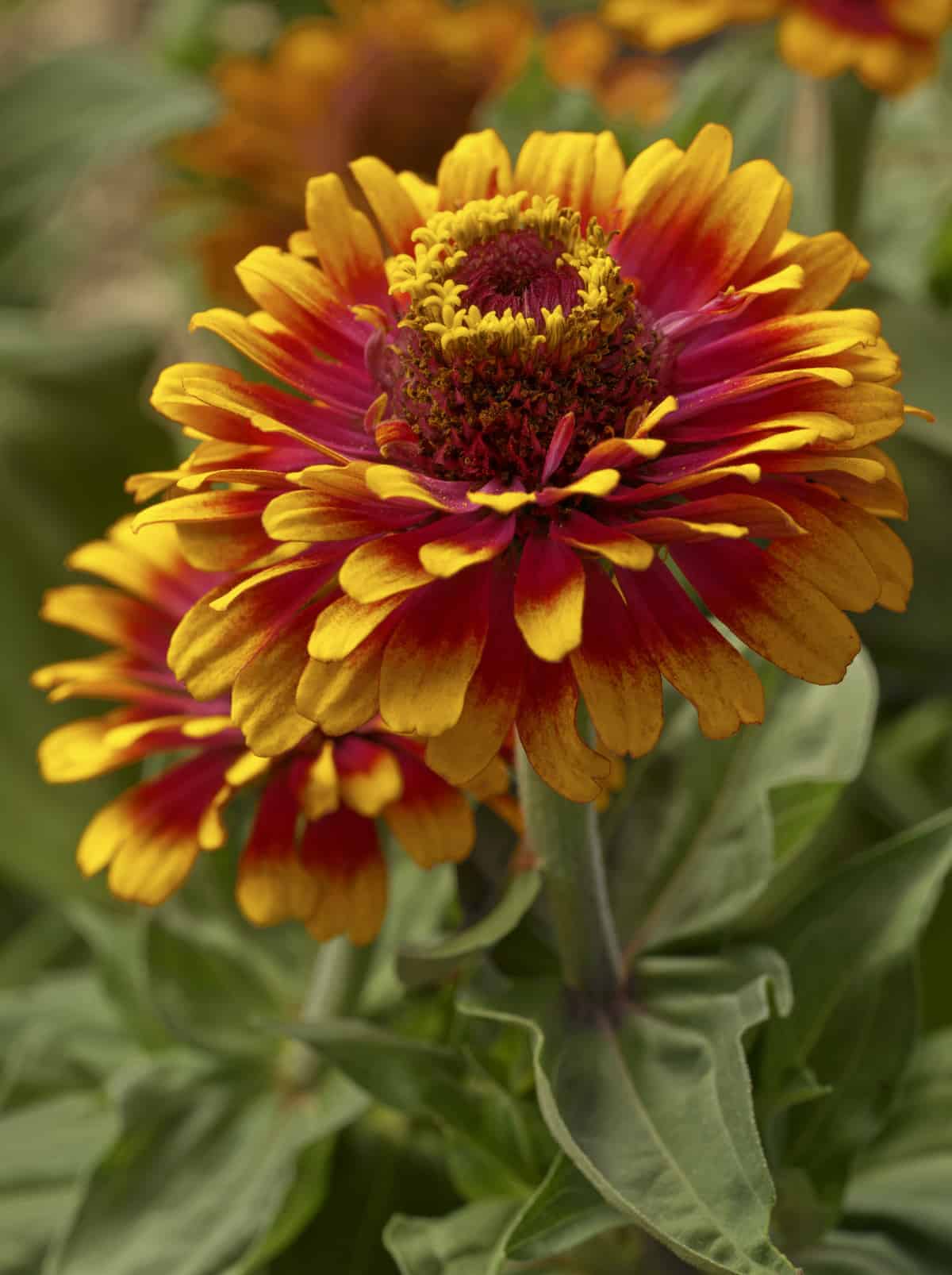 Zowie Blume Samen zur Aussaat leuchtend Blüten und Thriving Gärten – Samen farbenfroh Floral Schau