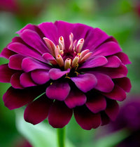 Zinnia blume samen for vibrant violet blooms - samen a stunning addition to your garten
