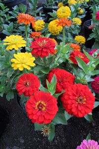 Gemischt Magellan Blumensamen zur Aussaat – Bestäuber freundlich – Traditionssorte & ohne Gentechnik Samen Hausgarten