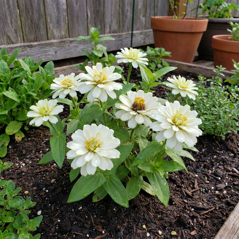 Semillas de zinnia blancas