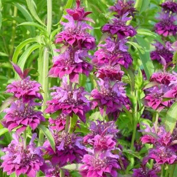 Lila Lemon Bee Blumensamen zur Aussaat – Drought verträglich – Traditionssorte & ohne Gentechnik Samen Hausgarten