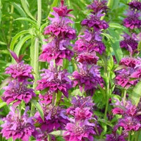 Lila Lemon Bee Blumensamen zur Aussaat – Drought verträglich – Traditionssorte & ohne Gentechnik Samen Hausgarten