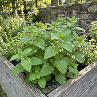 Zitronenmelisse Samen Melissa officinalis