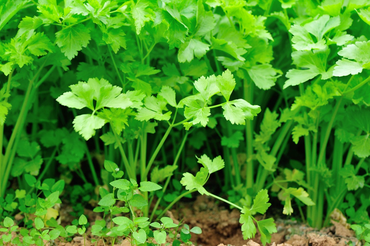 Celery Smallage Gemüsesamen for Home Gardens