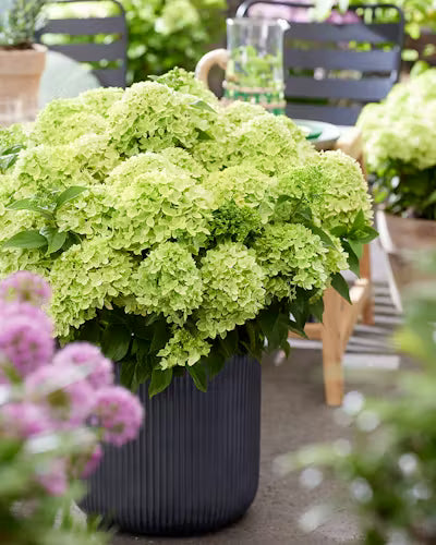 Grün Hortensie Blumensamen zur Aussaat saisonal Dauerblüher Traditionssorte & ohne Gentechnik Samen Hausgarten
