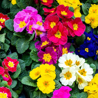 Multi-Colored Primel Malacoides Blumensamen zur Aussaat – Wildblume Mischung – Traditionssorte & ohne Gentechnik Samen Hausgarten