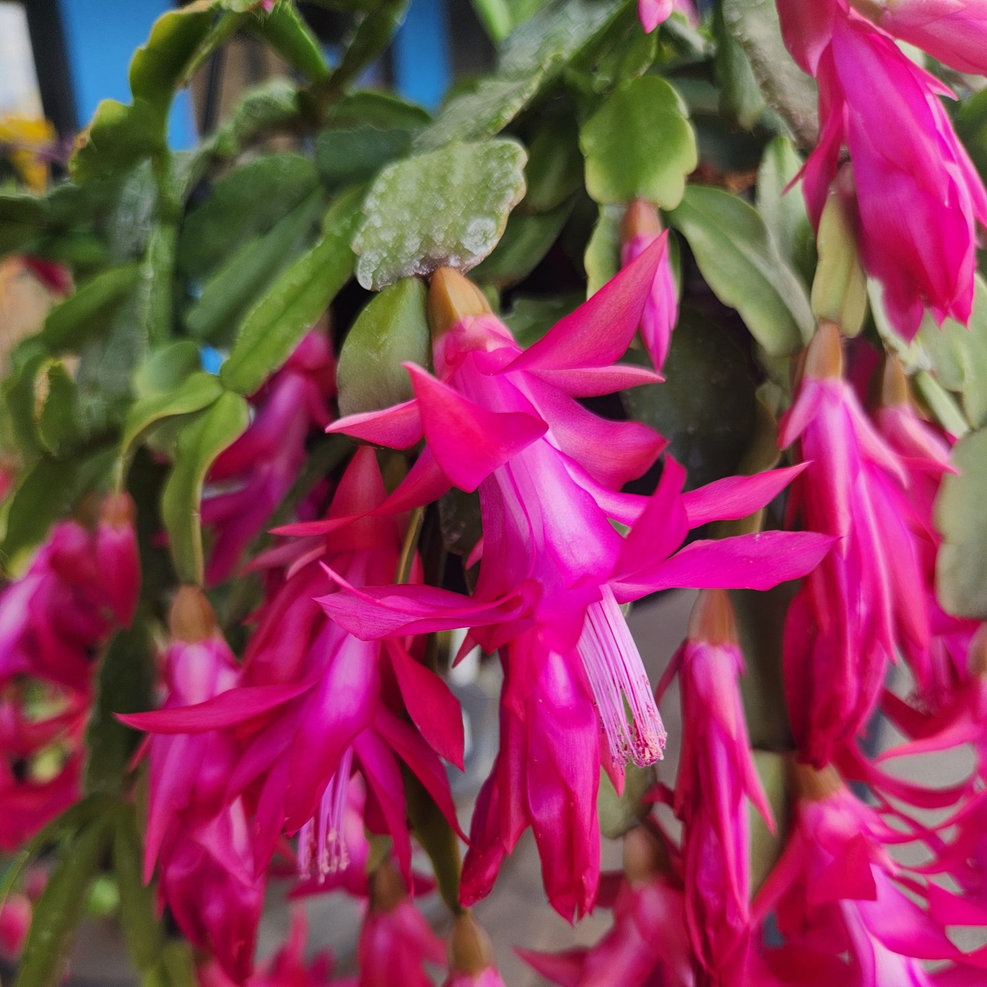 Weiß Rosa Zygocactus Truncatus Blumensamen zur Aussaat – lang Blüte Saison – Traditionssorte & ohne Gentechnik Samen Hausgarten