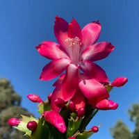Rot Zygocactus Truncatus Blumensamen zur Aussaat – Landhaus Garten wichtig – Traditionssorte & ohne Gentechnik Samen Hausgarten