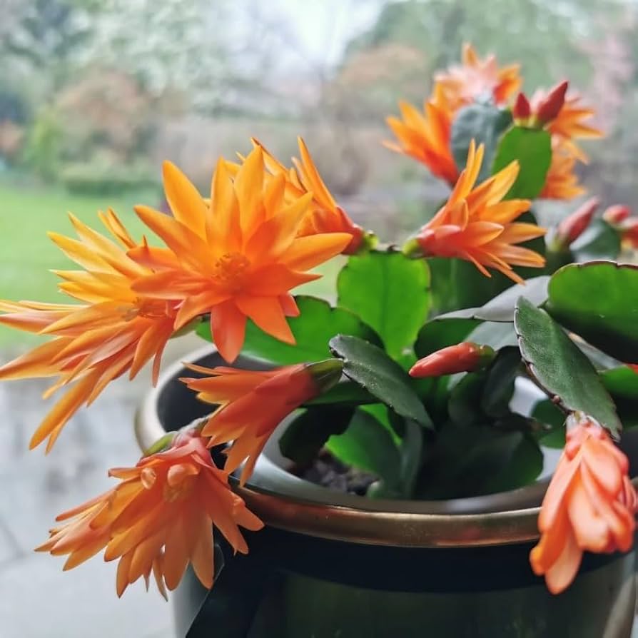 Zygocactus truncatus christmas cactus blume samen
