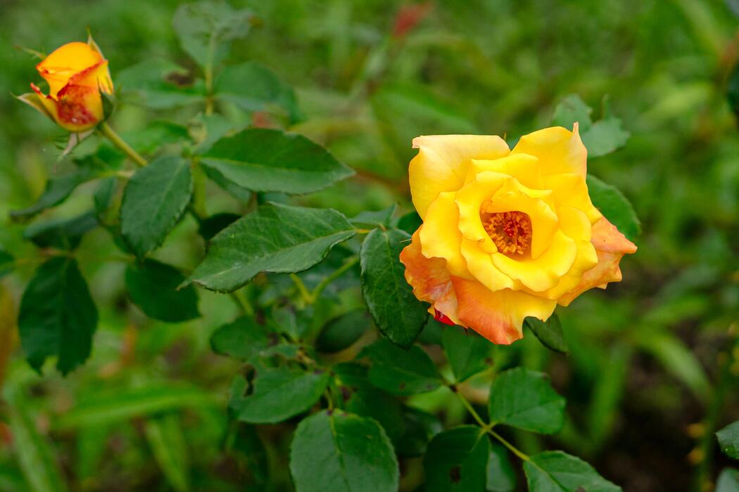 Gelb Rose Blumensamen zur Aussaat – Schnitt Blume beliebt – Traditionssorte & ohne Gentechnik Samen Hausgarten