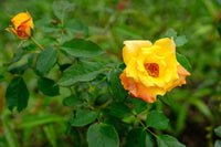 Gelb Rose Blumensamen zur Aussaat – Schnitt Blume beliebt – Traditionssorte & ohne Gentechnik Samen Hausgarten