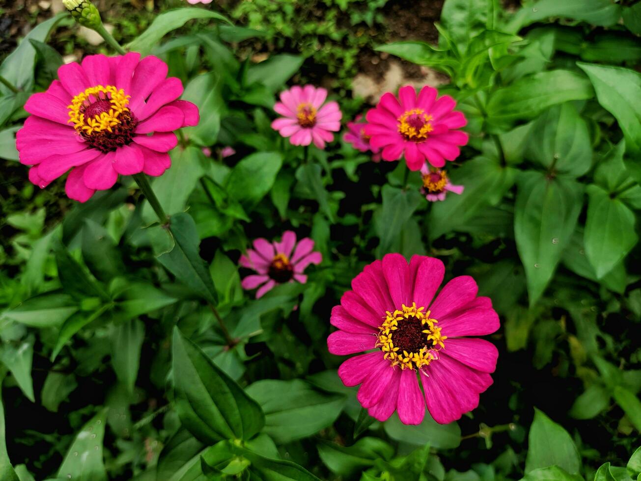 Zinnie Blumensamen zur Aussaat – ideal Rabatten – Traditionssorte & ohne Gentechnik Samen Hausgarten