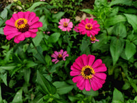 Zinnie Blumensamen zur Aussaat – ideal Rabatten – Traditionssorte & ohne Gentechnik Samen Hausgarten