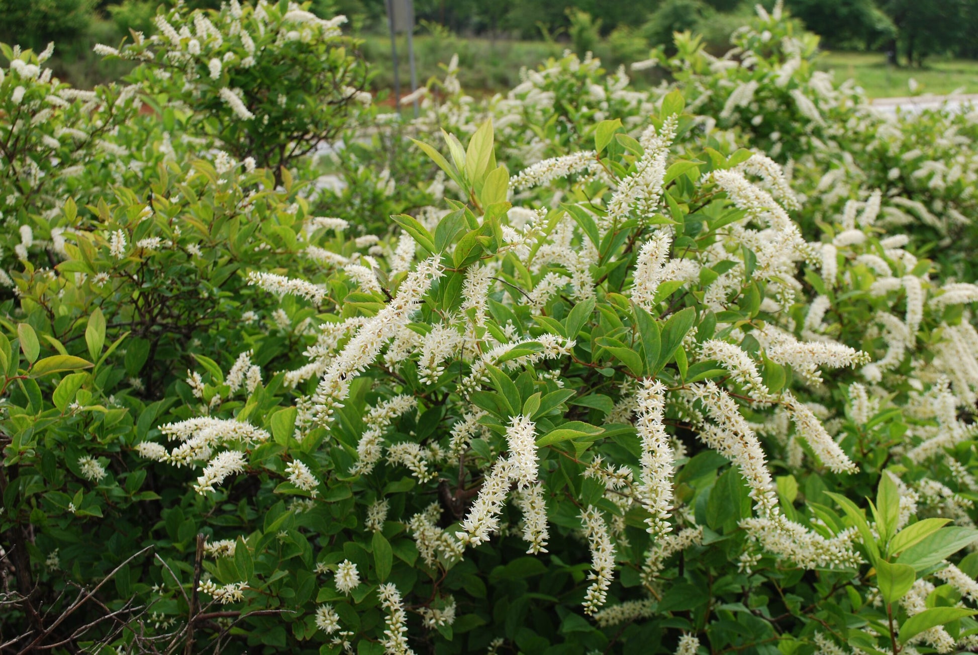 Weiß Sweetspire Blumensamen zur Aussaat – sonnenliebend – Traditionssorte & ohne Gentechnik Samen Hausgarten
