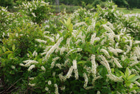 Weiß Sweetspire Blumensamen zur Aussaat – sonnenliebend – Traditionssorte & ohne Gentechnik Samen Hausgarten
