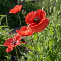 Rot Eschscholtzia Blumensamen zur Aussaat leuchtend Blüten Traditionssorte & ohne Gentechnik Samen Hausgarten