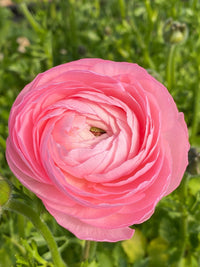 Ranunculus (ranunculus perennial) samen for anpflanzung in home garten