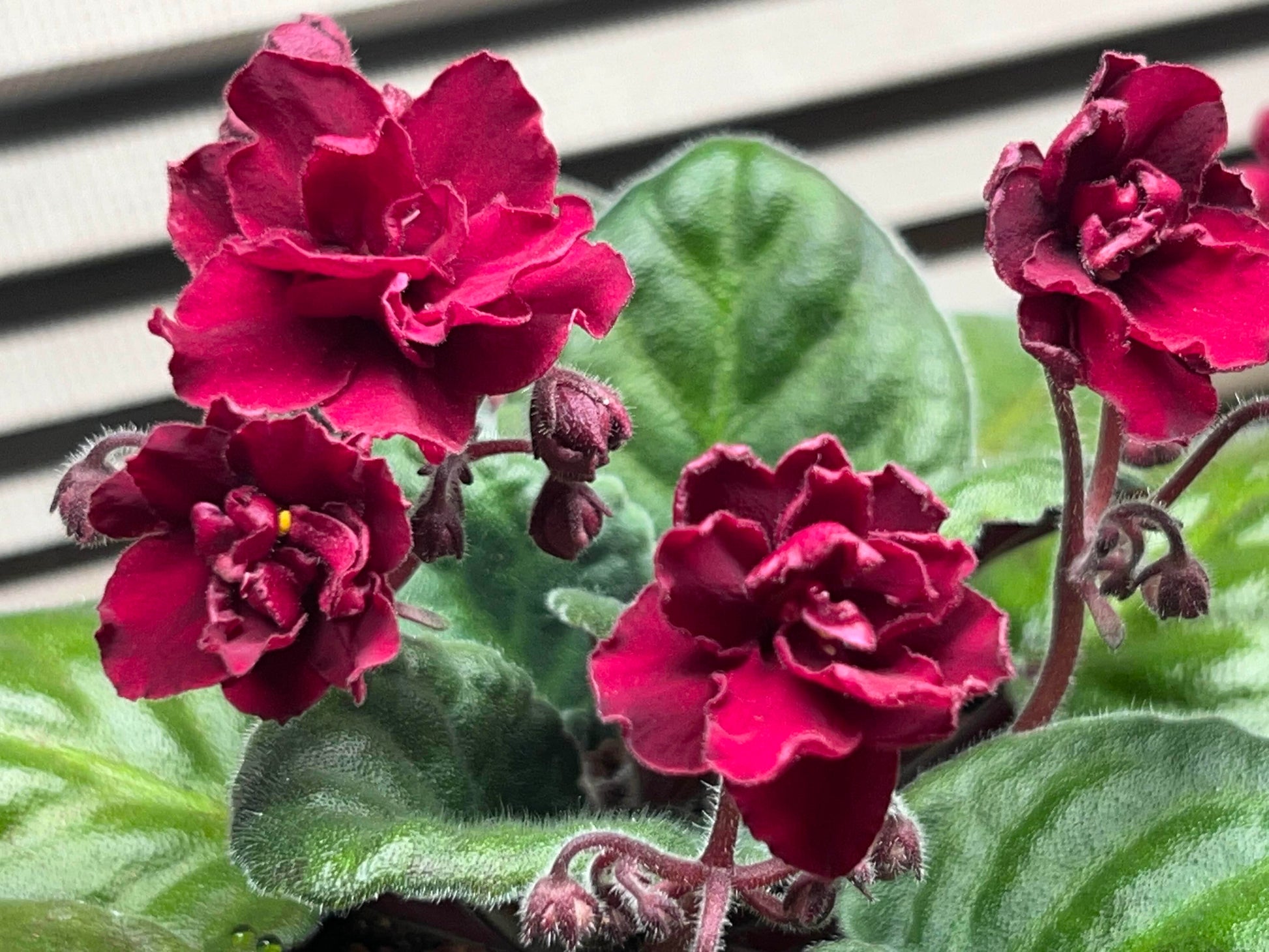 Bordeaux Saintpaulia Blumensamen zur Aussaat – leuchtend – Traditionssorte & ohne Gentechnik Samen Hausgarten