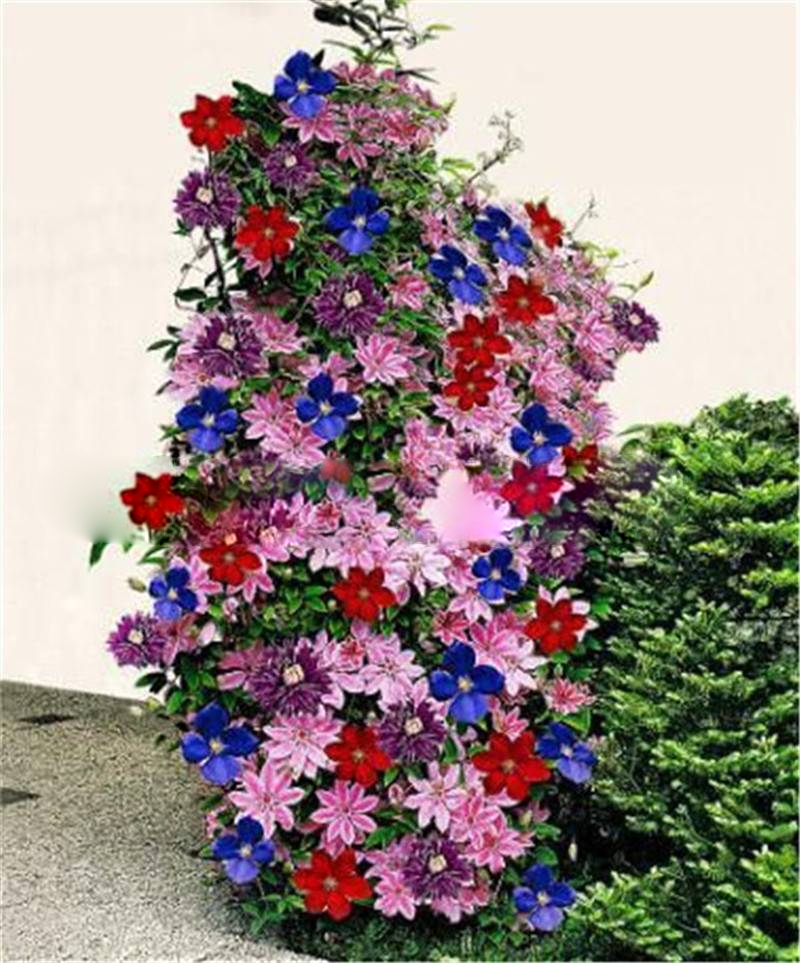 Clematis (clematis blume) samen for anpflanzung in home garten