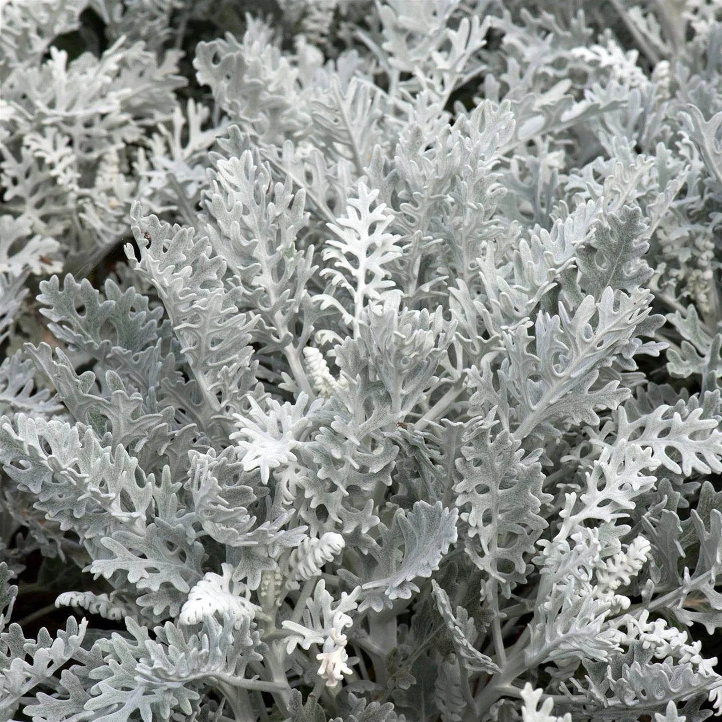 Gray Cineraria Dusty Blumensamen zur Aussaat – Drought verträglich – Traditionssorte & ohne Gentechnik Samen Hausgarten