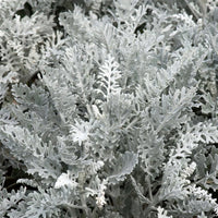 Gray Cineraria Dusty Blumensamen zur Aussaat – Drought verträglich – Traditionssorte & ohne Gentechnik Samen Hausgarten