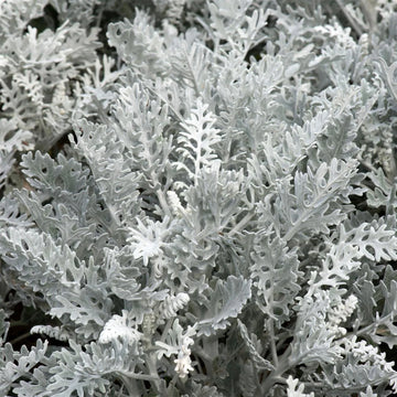 Gray Cineraria Dusty Blumensamen zur Aussaat – Drought verträglich – Traditionssorte & ohne Gentechnik Samen Hausgarten