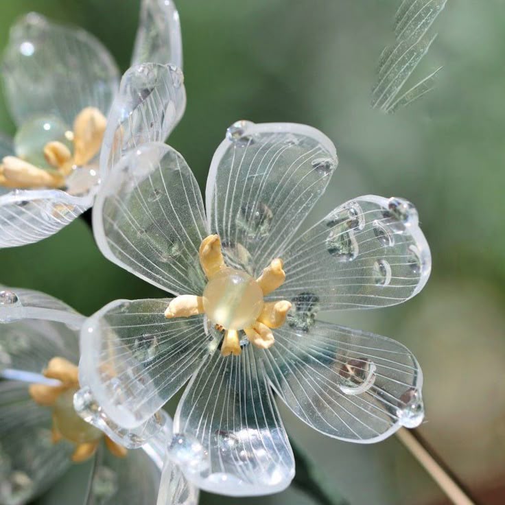 Skeleton Blumensamen zur Aussaat saisonal Dauerblüher Traditionssorte & ohne Gentechnik Samen Hausgarten