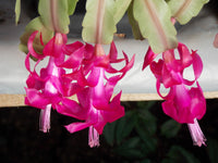 Zygocactus Lila Blumensamen zur Aussaat – Halbschatten verträglich – Traditionssorte & ohne Gentechnik Samen Hausgarten