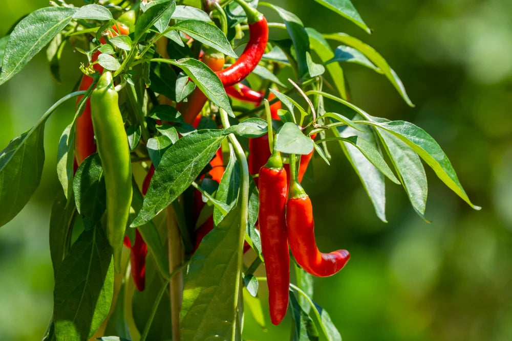Rot and Green Chili Gemüse Planting Samen