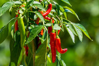 Rot and Green Chili Gemüse Planting Samen