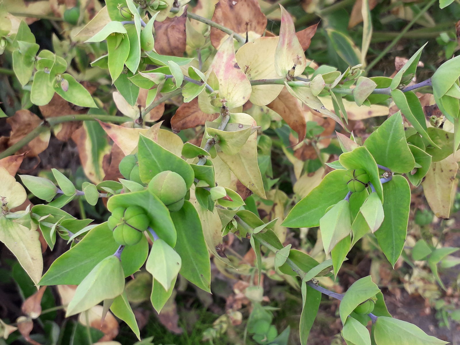 Lathyris Blumensamen zur Aussaat – kompakt Wuchs – Traditionssorte & ohne Gentechnik Samen Hausgarten