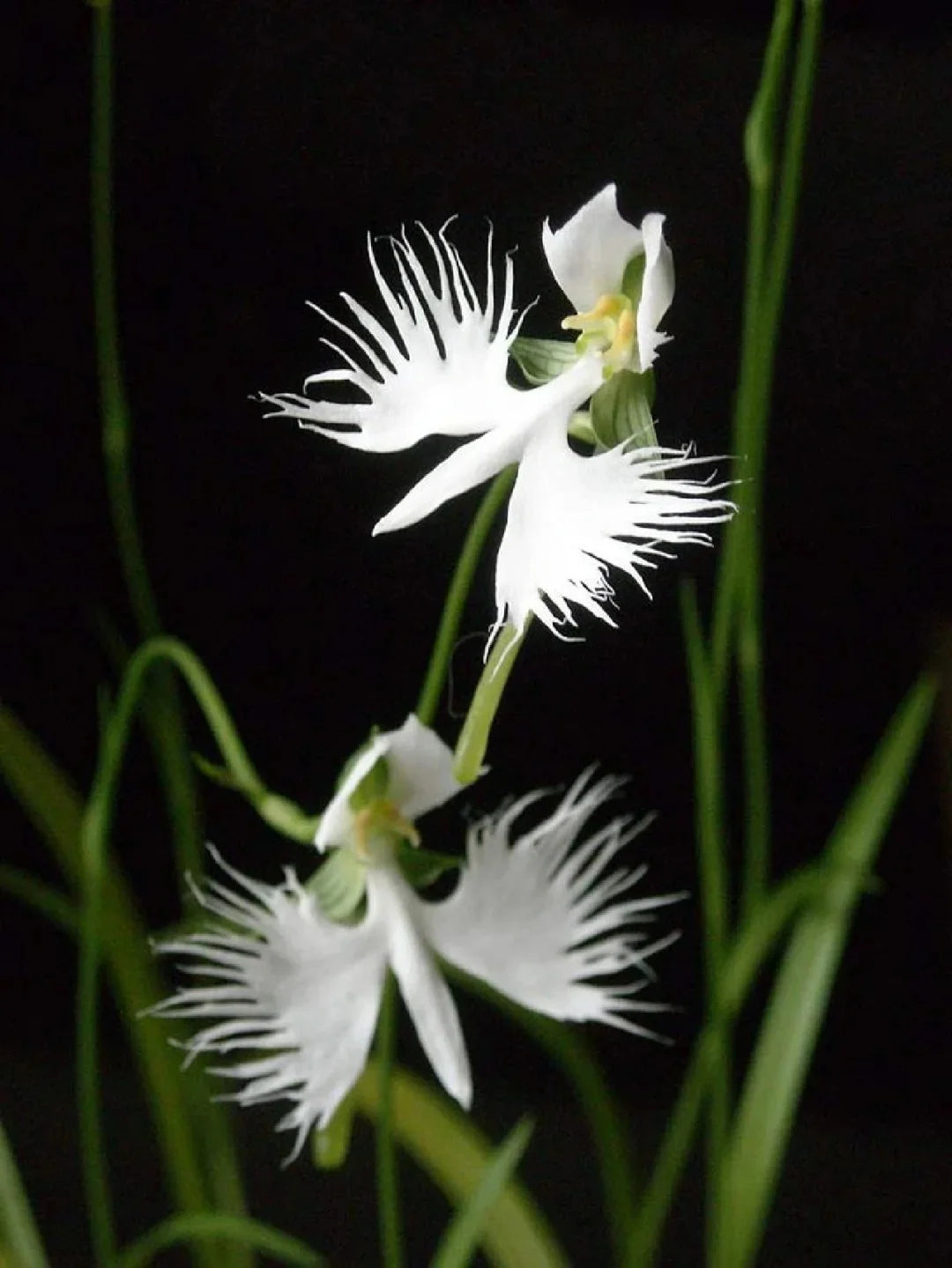 Egret Dove Orchidee Blumensamen zur Aussaat – sonnenliebend – Traditionssorte & ohne Gentechnik Samen Hausgarten