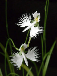Egret Dove Orchidee Blumensamen zur Aussaat – sonnenliebend – Traditionssorte & ohne Gentechnik Samen Hausgarten