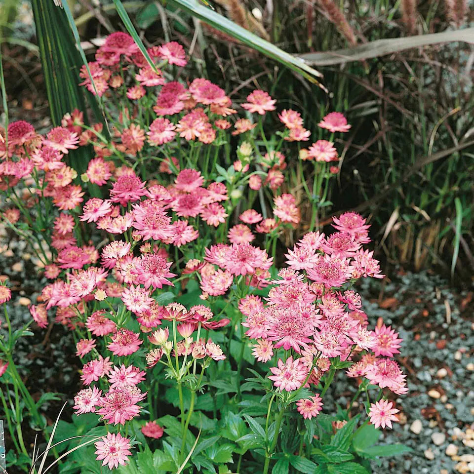 Astrantia Pincushion Blumensamen zur Aussaat ideal Rabatten Traditionssorte & ohne Gentechnik Samen Hausgarten