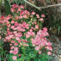 Astrantia Pincushion Blumensamen zur Aussaat ideal Rabatten Traditionssorte & ohne Gentechnik Samen Hausgarten