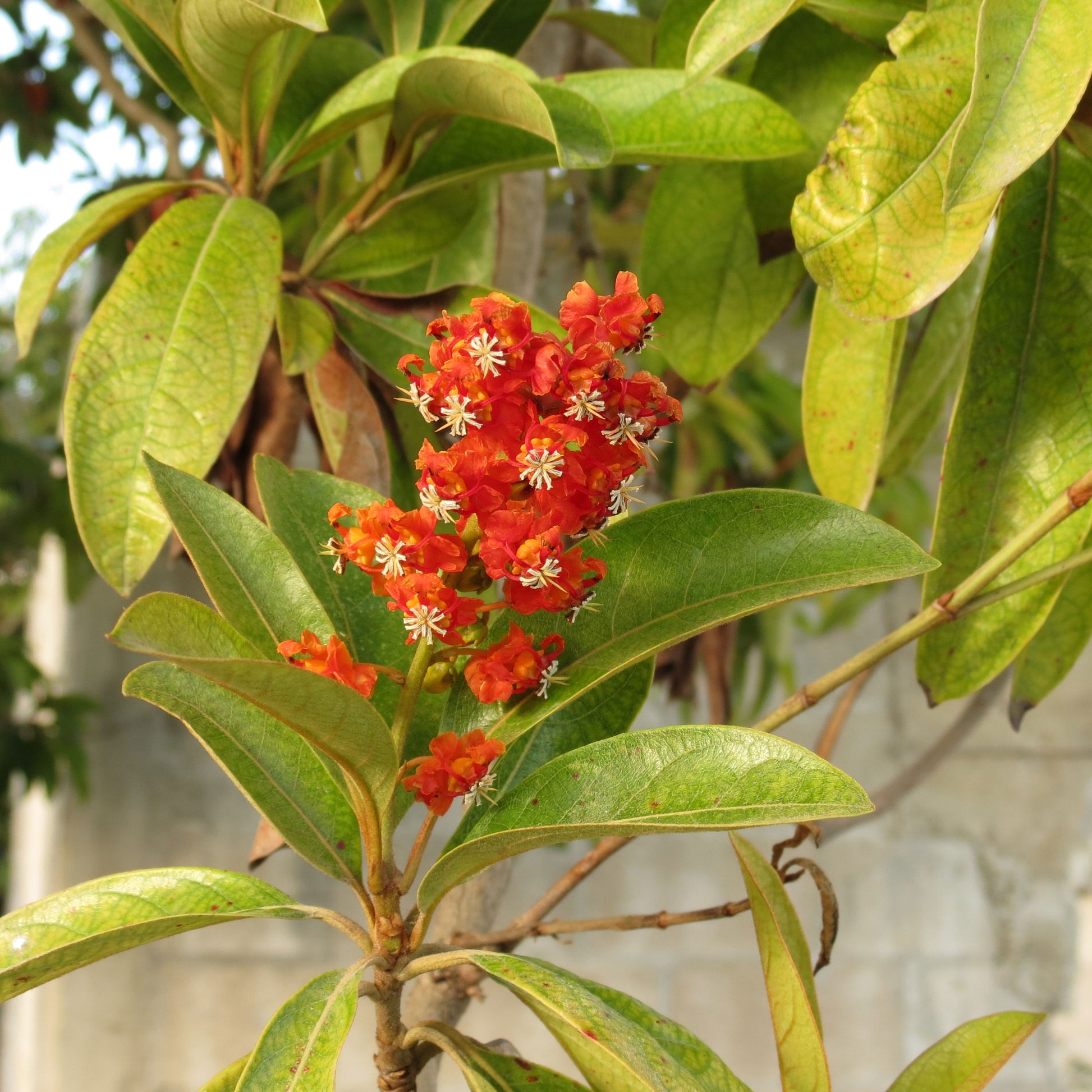 Byrsonima Crassifolia Blumensamen zur Aussaat robust Sorte Traditionssorte & ohne Gentechnik Samen Hausgarten