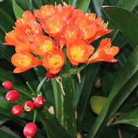 Lilie Mischung Clivia Blumensamen zur Aussaat – farbenfroh und robust Blüten