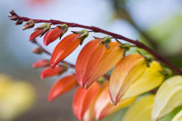 Mina Lobata Blumensamen zur Aussaat leuchtend Blüten Traditionssorte & ohne Gentechnik Samen Hausgarten