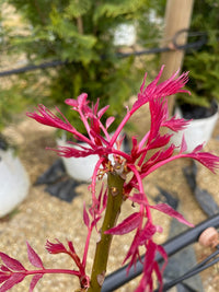 Chinese Toon Toona Sinensis Gemüsesamen