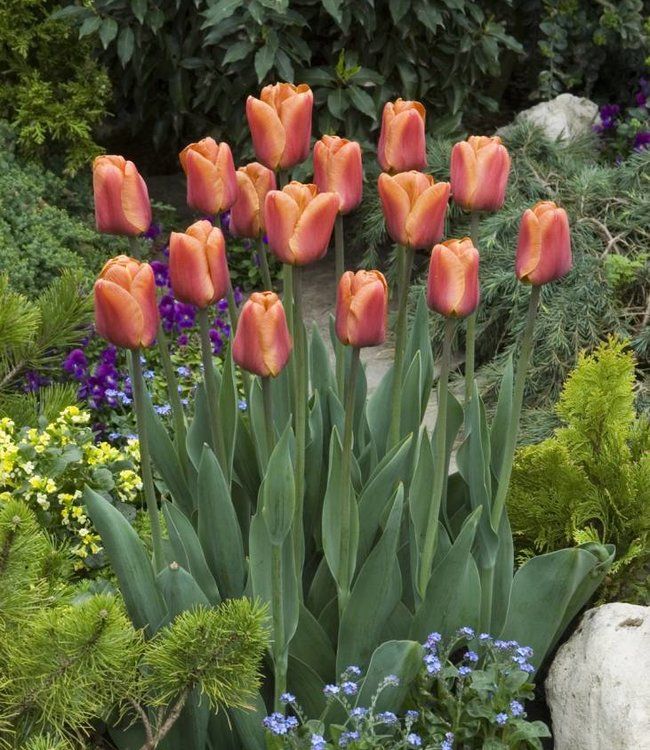 Braun (braun tulip) samen for anpflanzung in home garten