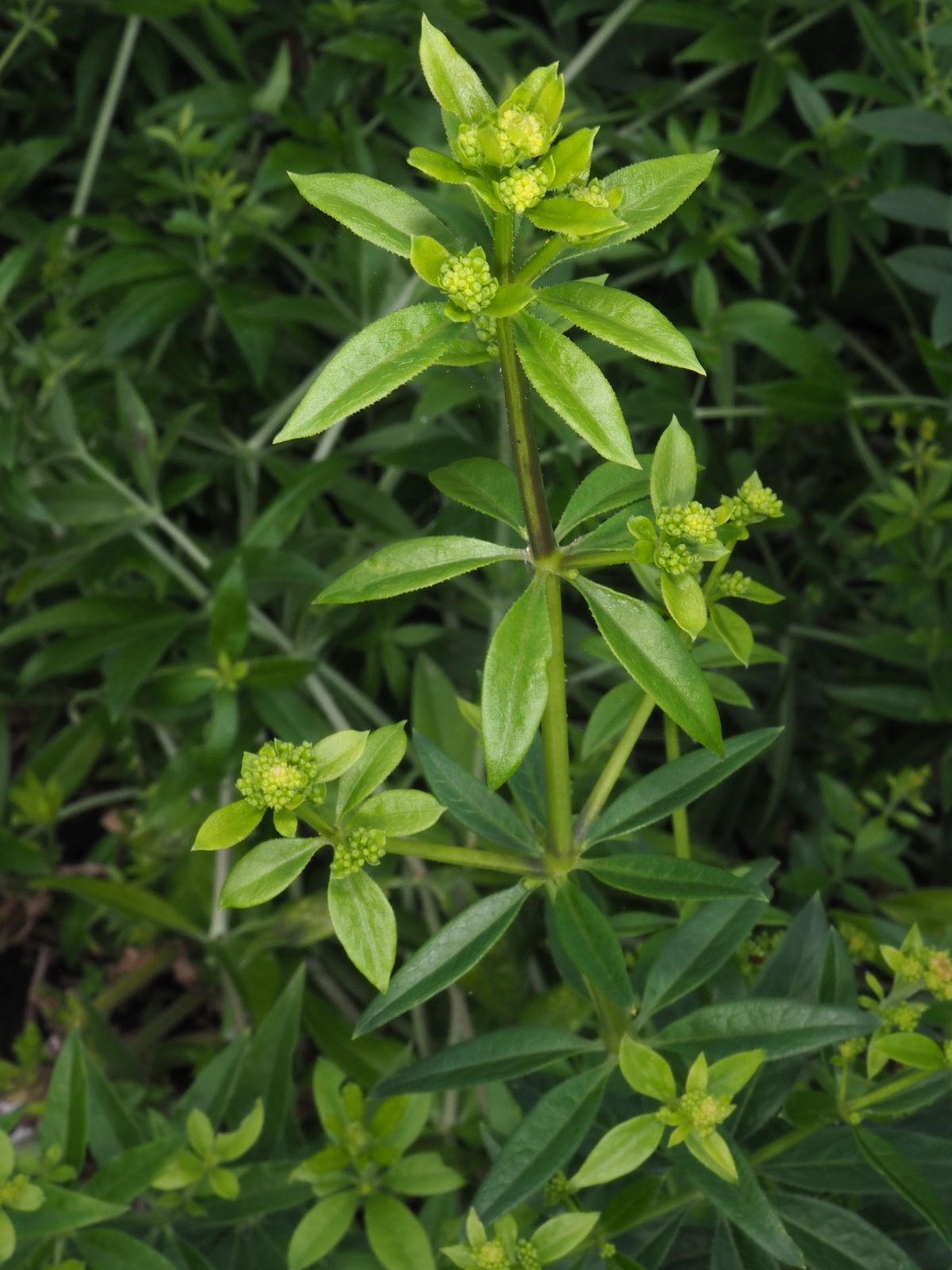 Grün Rubia Tinctorum Blumensamen zur Aussaat Garten beliebt Traditionssorte & ohne Gentechnik Samen Hausgarten